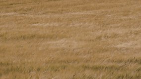 Rolling hills covered in golden wheat sway in the wind beneath a moody grey sky. A poetic landscape caught between serenity and the storm that waits on the horizon - Powered by Shutterstock - Get 15% off with code: PIKWIZARD15