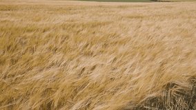 Rolling hills covered in golden wheat sway in the wind beneath a moody grey sky. A poetic landscape caught between serenity and the storm that waits on the horizon - Powered by Shutterstock - Get 15% off with code: PIKWIZARD15