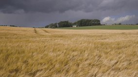 Rolling hills covered in golden wheat sway in the wind beneath a moody grey sky. A poetic landscape caught between serenity and the storm that waits on the horizon - Powered by Shutterstock - Get 15% off with code: PIKWIZARD15