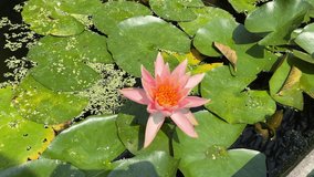 Pink Water Lily Blooming in Time Lapse on a Green Leaves Background. Single Beautiful Coral Nymphaea Blooming in Pond. Closing Flower - Powered by Shutterstock - Get 15% off with code: PIKWIZARD15