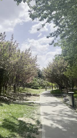 Beijing, blue sky and white clouds, cherry blossoms and green trees in the park