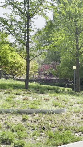 Beijing, Strong Wind, Flowers, Plants and Trees
