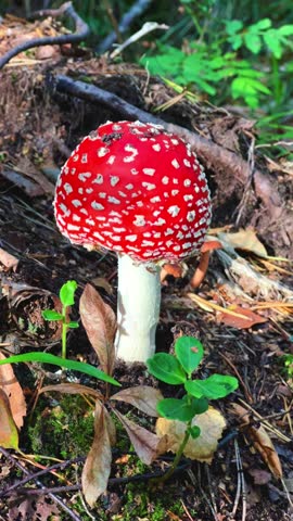 Red mushroom fly agaric in the Khibiny mountains. A poisonous mushroom in autumn in the tundra. A mushroom growing in nature. Poisonous mushrooms with a red and white cap are toadstools.
