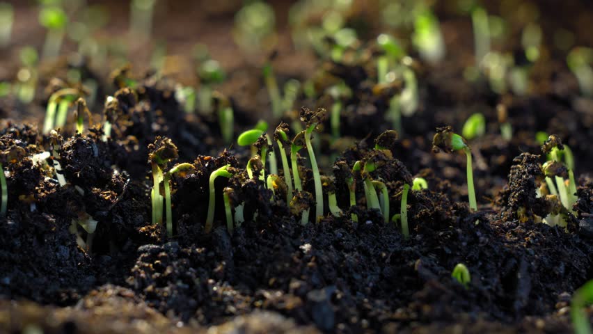 Timelapse highlighting the rising motion of seedlings in fertile agricultural soil under natural dynamic light with cinematic clarity and botanical energy
