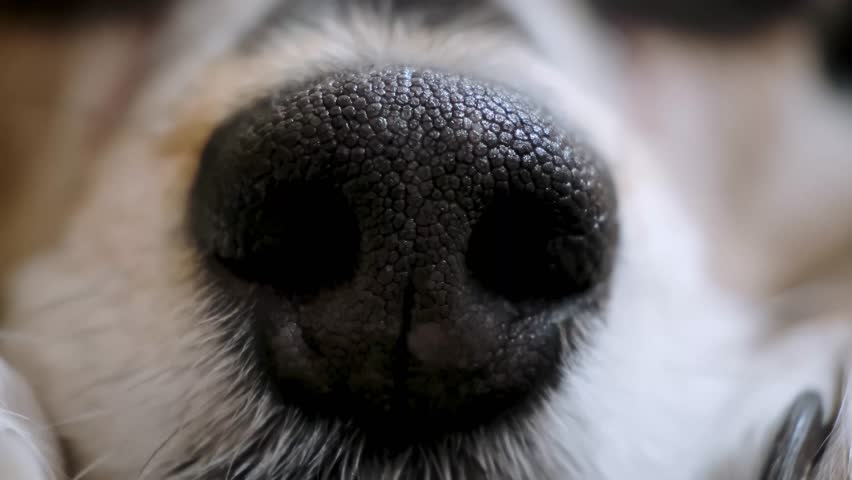 Extreme close-up of dog