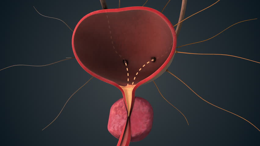 Bladder Function Controlled by Brain Communication