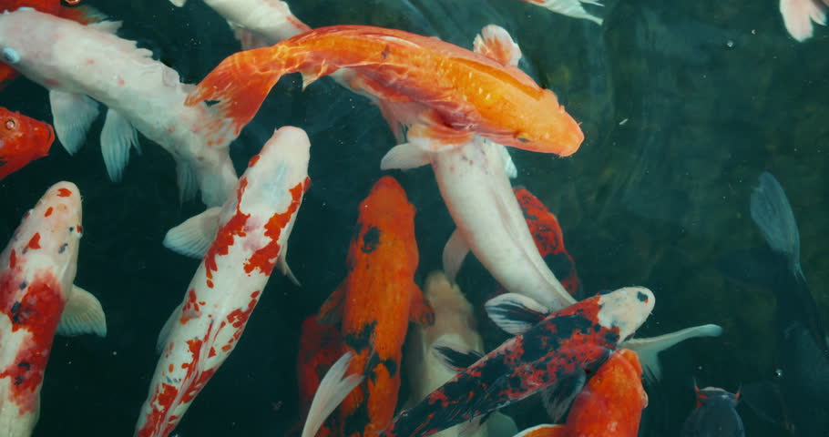 Koi fish swimming in a pond with vibrant colors