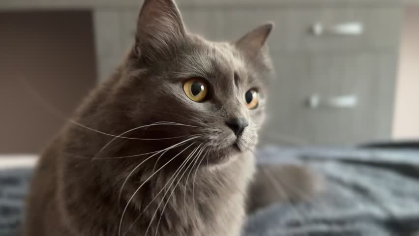 A beautiful gray cat staring attentively at an object, showing curiosity and focus.

