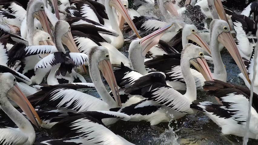 a group of pelicans in a water pool at the zoo