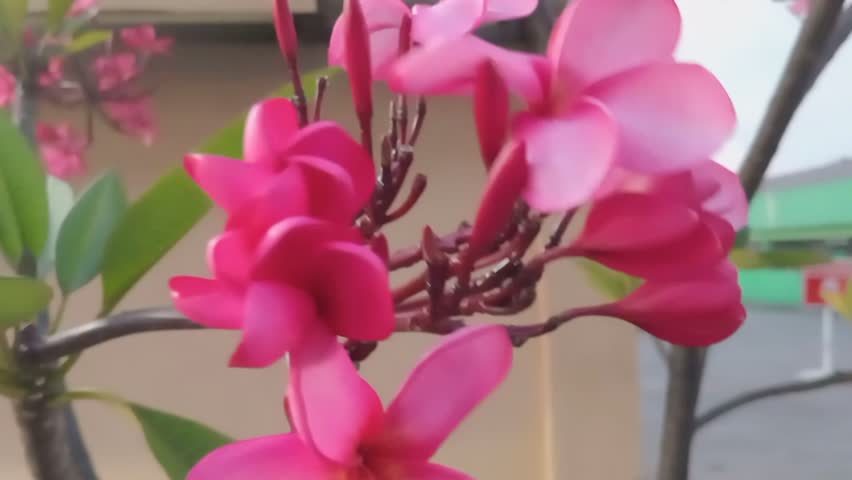 A charming close-up of a cluster of bright pink Plumeria flowers in full bloom.