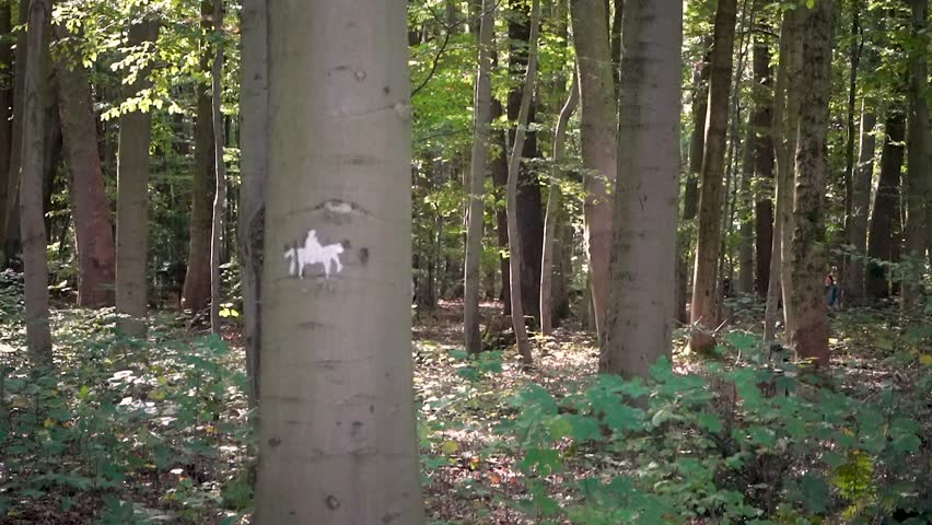White horse riding sign painted on a tree in a forest, North Rhine-Westphalia, Germany