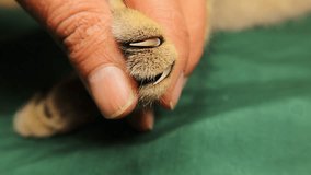 Veterinarian gently presses a cat 's paw to reveal its hidden claws, showcasing their retractable nature like daggers — a perfect educational and emotional moment. Pet vet. Cat claw. - Powered by Shutterstock - Get 15% off with code: PIKWIZARD15