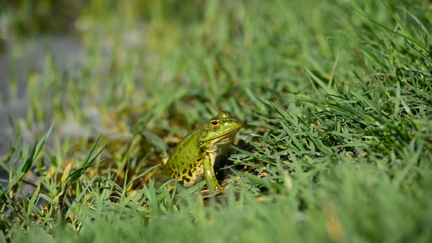 Water frog in natural habitat