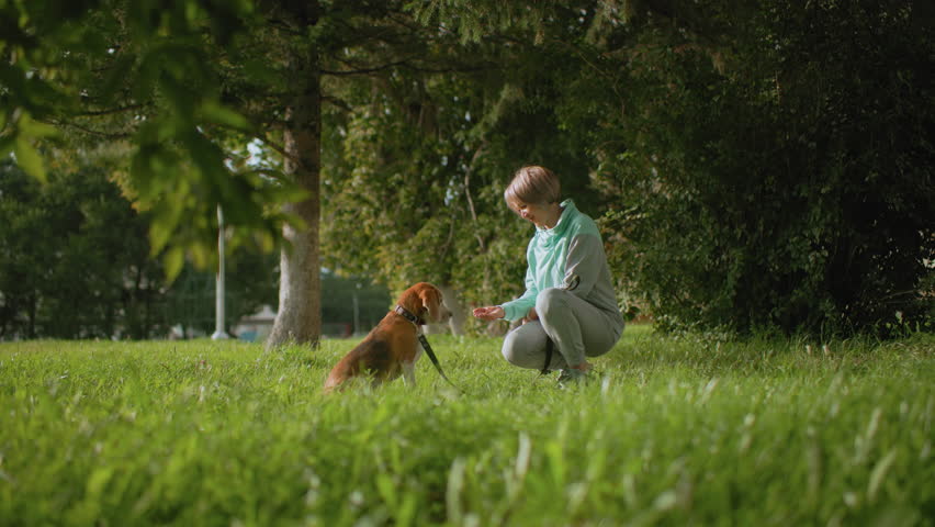 Bull dog eats dry food directly from owner's hand during outdoor training session in sunny park surrounded by lush grass and tall trees creating peaceful atmosphere with strong bonding