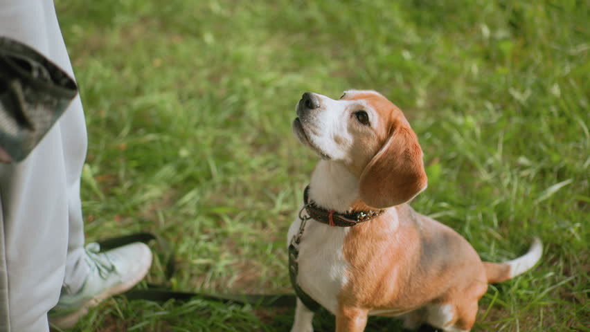 Side view of excited beagle dog sitting on lush grass, looking up eagerly at owner, wagging tail, anticipating a command or treat during outdoor obedience training under warm sunlight