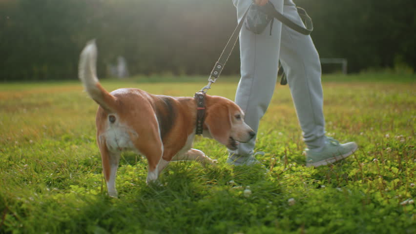 Dog obedience instructor walking through vibrant green garden with beagle dog sniffing grasses under bright sunny sky, showing focused scent training, strong, exploration, and attentive pet behavior