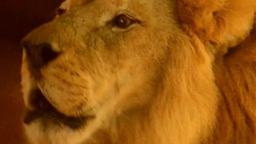 Golden-Hued Close-Up of Male Lion Roaring in Warm Light