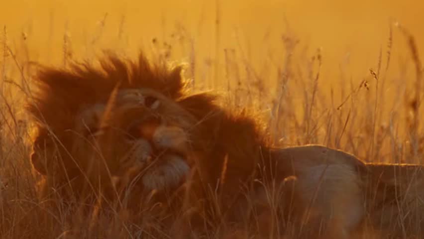Majestic Lion Resting in Golden Grass at Sunset