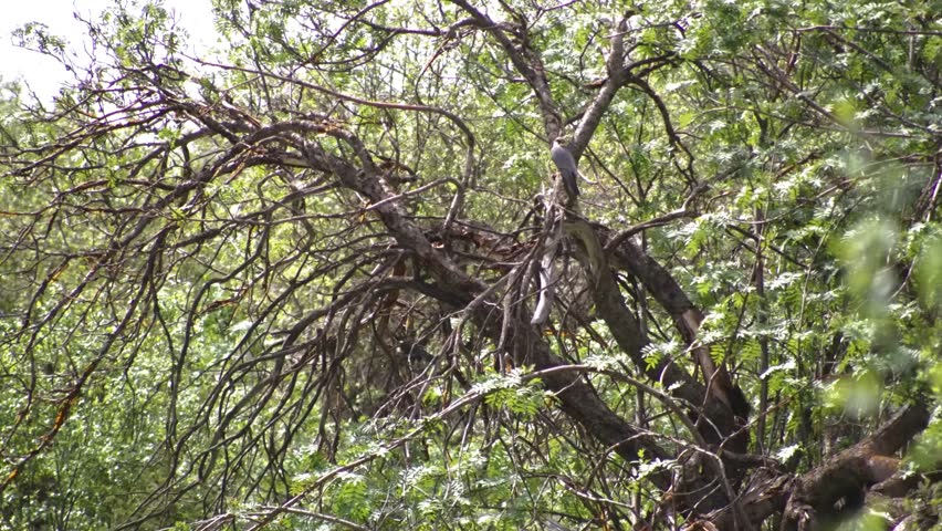 This footage showcases the manchineel tree, with its round crown, thick trunk, and glossy yellow-green leaves, highlighting its unique features.