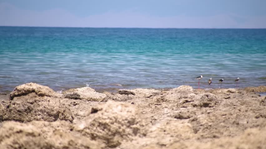 Footage depicts a rocky shoreline meeting the clear waters of Assyk Kul Lake in Kyrgyzstan. Birds can be seen near the water’s edge under a bright, clear sky.