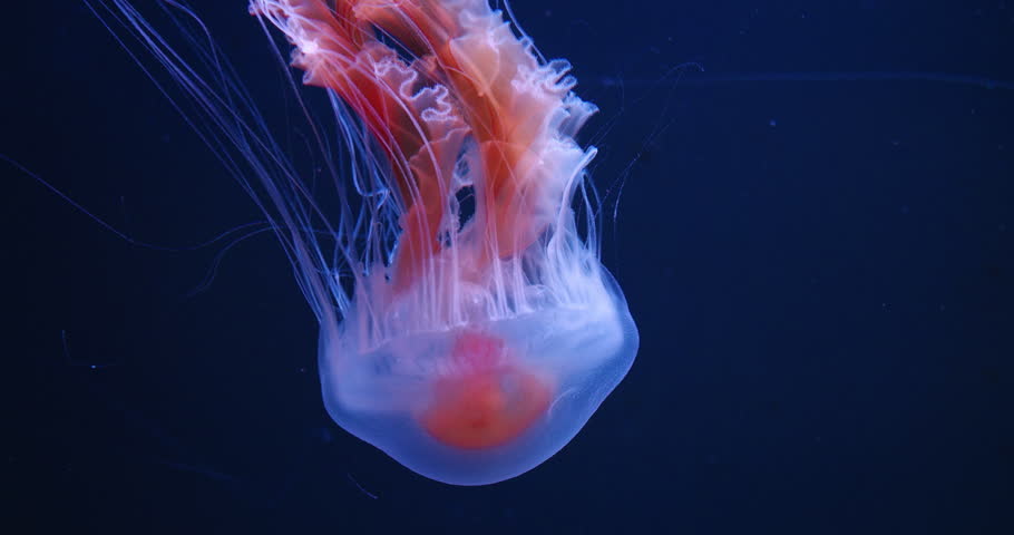 Elegant jellyfish with long flowing tentacles, softly glowing in pink and white hues.