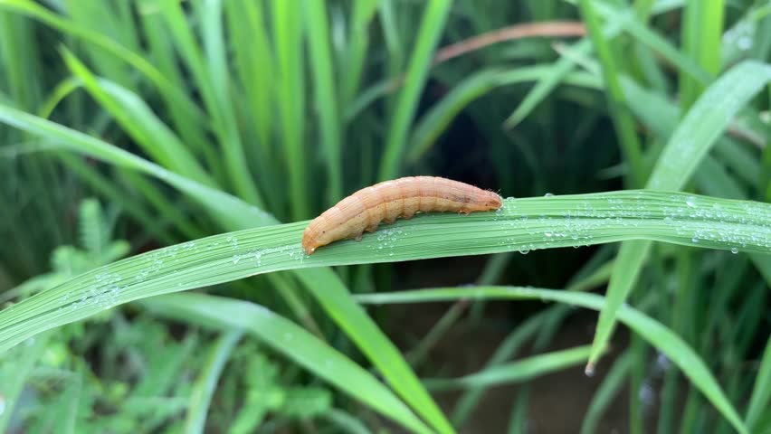 A bright brown caterpillar of the paddy armyworm moth rests on a green grass blade with dew drops. The grass has fine veins, and the blurred green background creates a serene, fresh mood