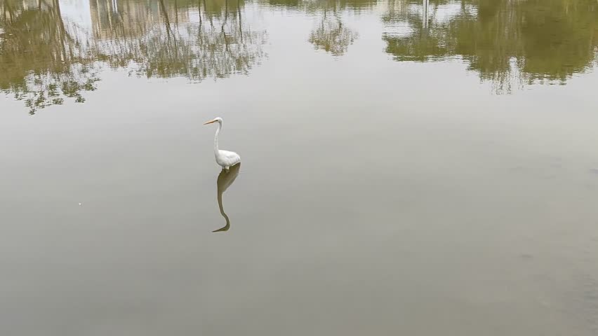 A white egret gracefully walking in shallow water. The egret's long neck and legs are reflected in the calm surface of the water, creating a serene and peaceful scene. 