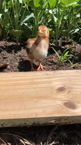 white and brown baby chick chirping