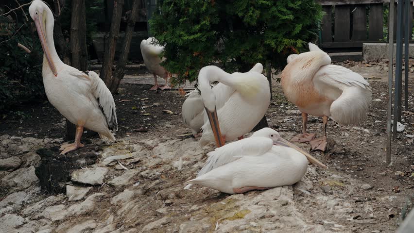A flock of pelicans preen their feathers. Pelicans stand and lie down among rocks and trees, resting peacefully. Great white pelicans cleaning their plumage. Exotic birds in natural habitat.