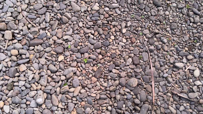 A close-up view of a ground surface covered in small to medium-sized pebbles of varying shapes and muted earth tones, including gray, brown, and beige
