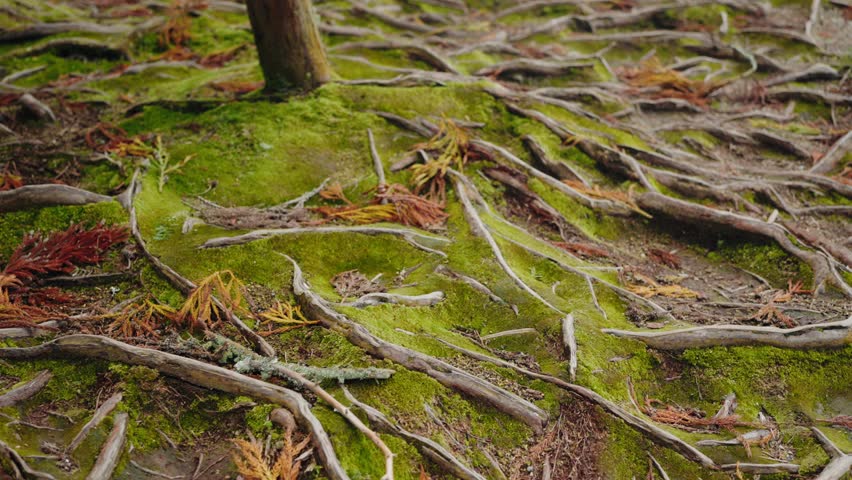 Intricate tree roots spread across a moss-covered forest floor in Portugal, showcasing natural patterns and textures. Tree Roots and Moss on Forest Floor in Portugal Nature Scene