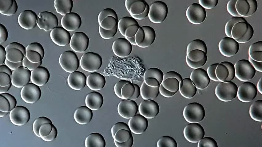 Movement of White blood cells under microscopy 