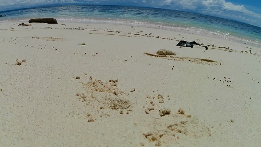 Sand crabs come in and out of their holes on the sandy shore