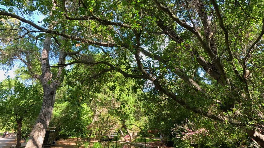 footage of pond with lush green trees and plants and colorful flowers at Descanso Gardens La Canada Flintridge California USA