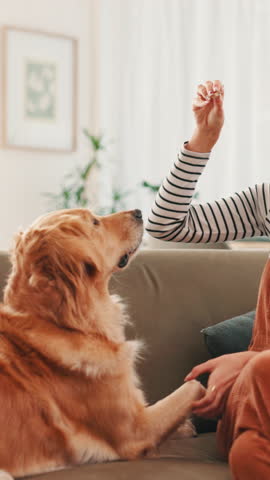 Couch, woman and dog with treat for training, learning new trick or bonding together with playing. Home, animal or golden retriever with female person for feeding, pet snack or reward for development
