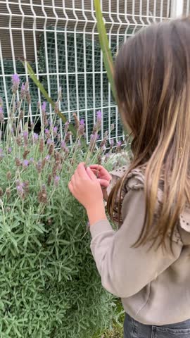 Young girl smelling lavender flowers in a vibrant garden, relishing the delightful fragrance and the enchanting beauty of nature on a sunny day. Concept of innocence and aromatherapy. 