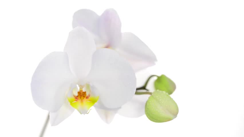 White Orchid With Dew On Stock Footage Video 100 Royalty Free Shutterstock