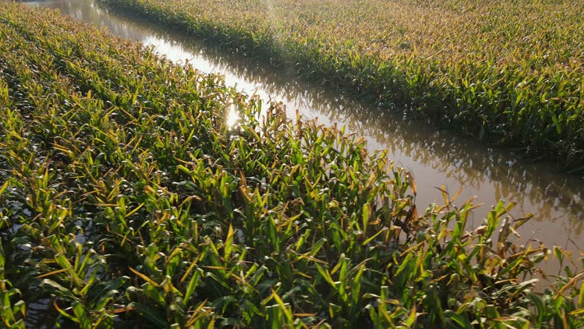 Flooded cornfield with corn plants partially submerged in muddy water on farmland after heavy rain