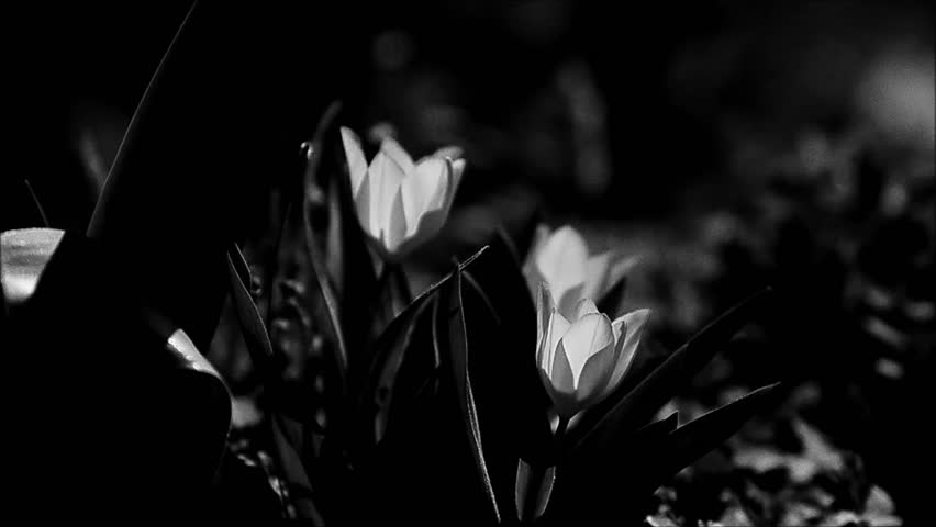 Tulips (Tulipa) move shakily in the wind in black and white