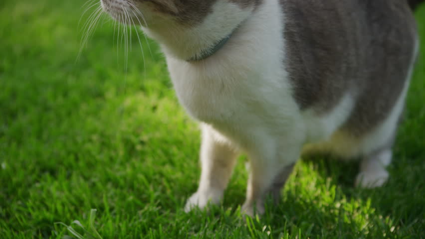 Curious Cat Looking Up in Backyard