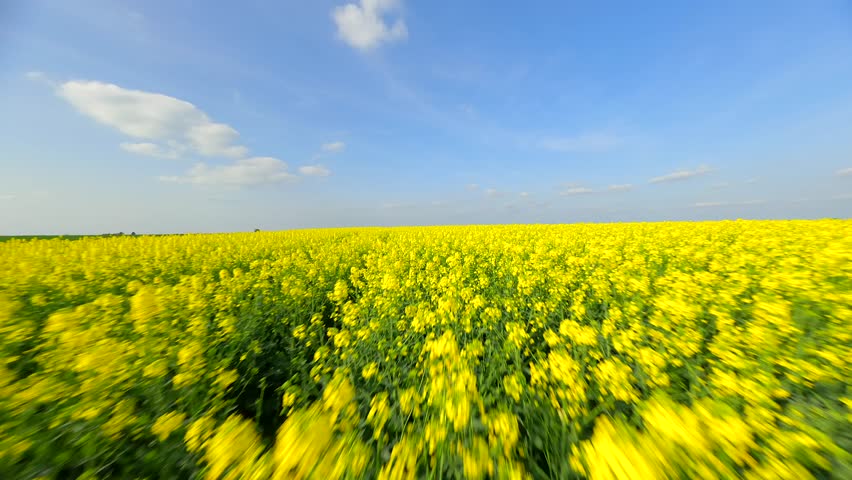 Shutterstock Video