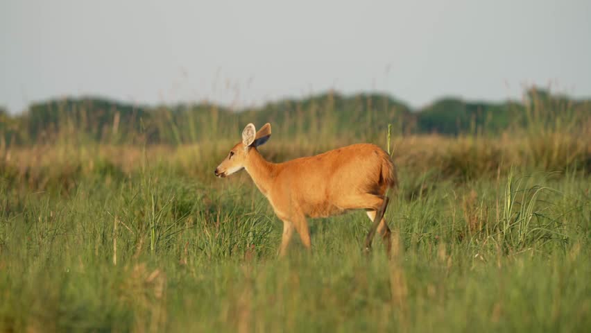 Largest Deer Species, Marsh deer (Blastocerus dichotomus) Walking Over Savannah In South America. Slow Motion Shot