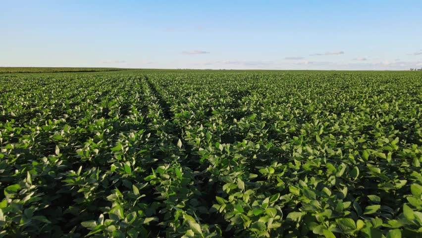 Sweeping Landscape Of Growing Soybean In The Fields At La Pampa Province, Argentina. Aerial Pullback Shot