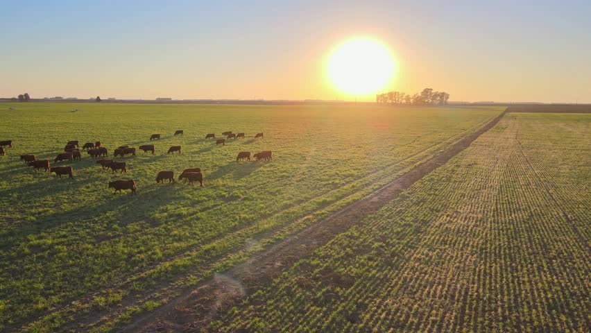 Group Of Cattle Grazing On Sunset Grasslands In La Pampa Province, Argentina. Aerial Drone Shot