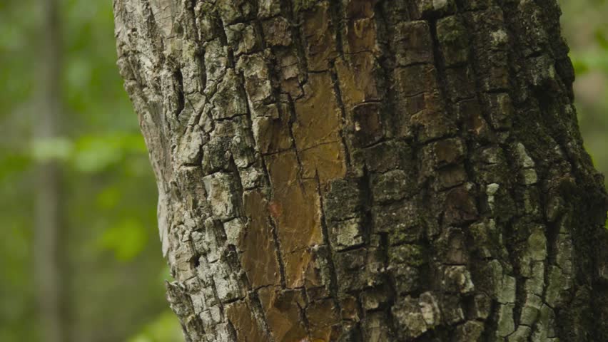 Detailed close-up shot of chicle sap being harvested from the bark of a sapodilla tree in the Peten rainforest, Guatemala. The natural latex slowly oozes from a diagonal cut in the tree.
