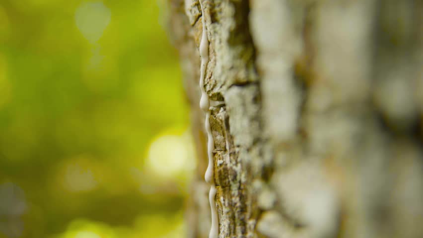 Detailed close-up shot of chicle sap being harvested from the bark of a sapodilla tree in the Peten rainforest, Guatemala. The natural latex slowly oozes from a diagonal cut in the tree.