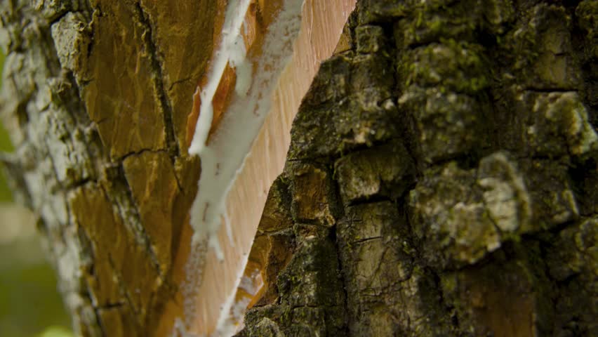Detailed close-up shot of chicle sap being harvested from the bark of a sapodilla tree in the Peten rainforest, Guatemala. The natural latex slowly oozes from a diagonal cut in the tree.