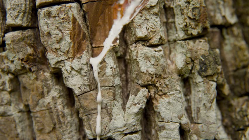 Detailed close-up shot of chicle sap being harvested from the bark of a sapodilla tree in the Peten rainforest, Guatemala. The natural latex slowly oozes from a diagonal cut in the tree.