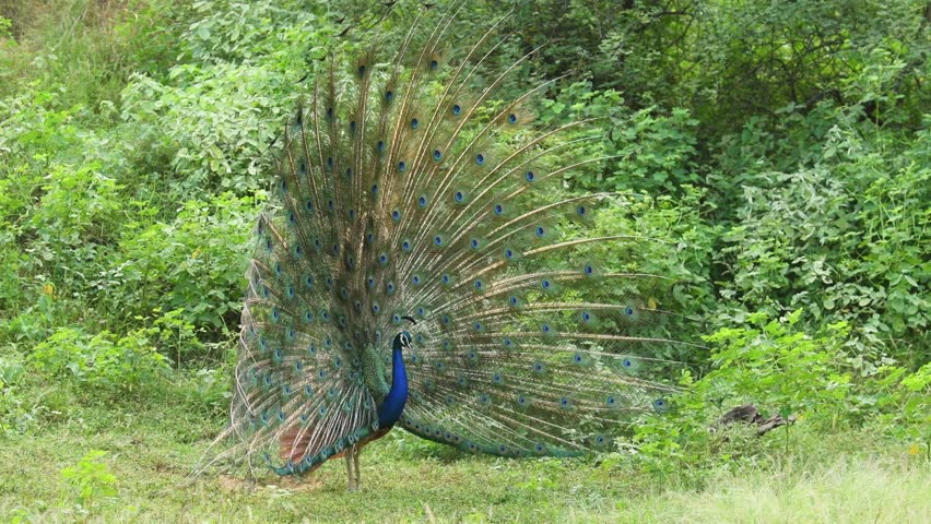 full shot of Indian peafowl or Pavo cristatus male peacock display his wings open dancing with full wingspan to attracts female partners for mating at ranthambore national park forest rajasthan india