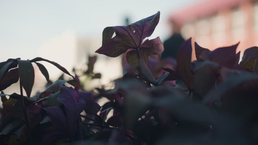 Close-up of vibrant purple leaves gently swaying in the breeze with a blurred background, showcasing soft movement, blurred figures can be seen in the background